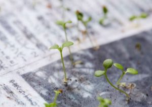 Japonya'da toprağa gömüldüğünde bitkiye dönüşen gazete